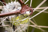 Spelljammer - Rim Brake Randonneur